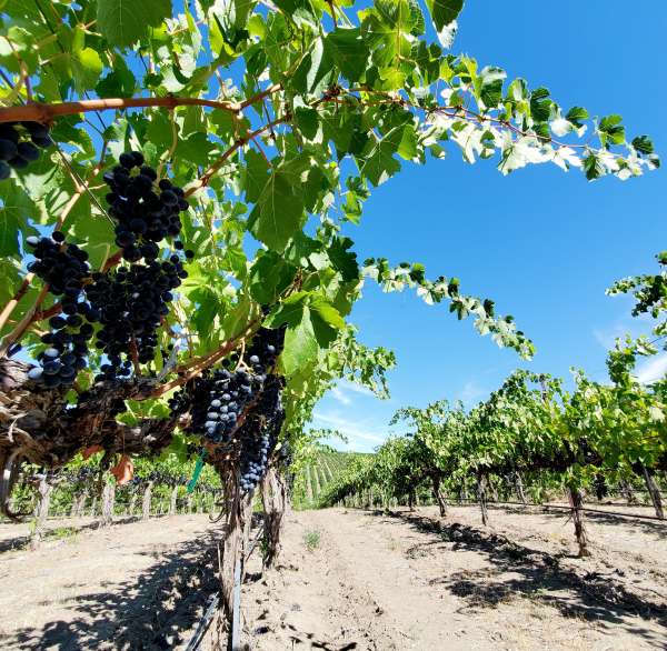Bacchus Syrah2020