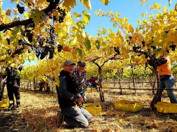 Dick Boushey Boushey Vineyards