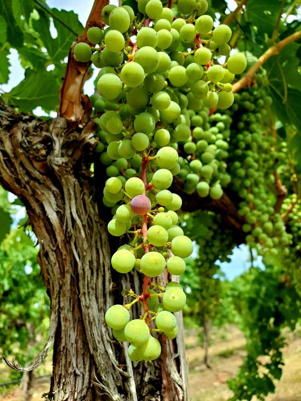 Dionysus Veraision Merlot2020