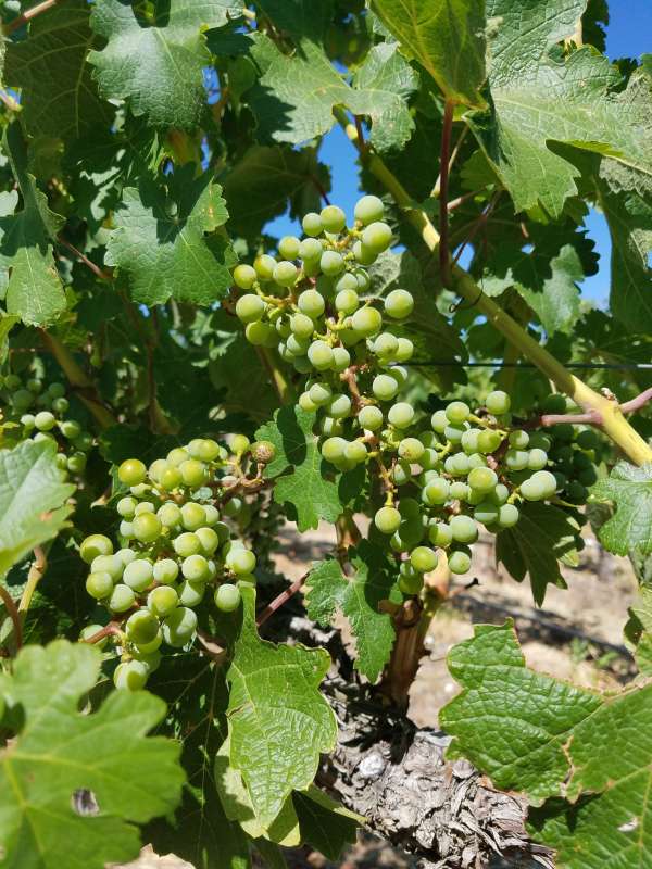 Stone Tree Cab Sauv2017