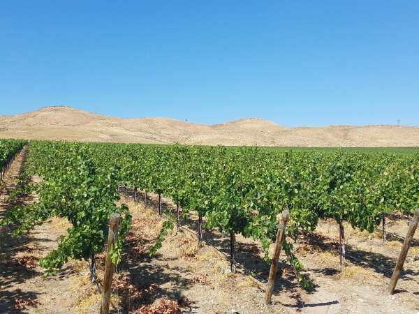 Stone Tree Vineyard
