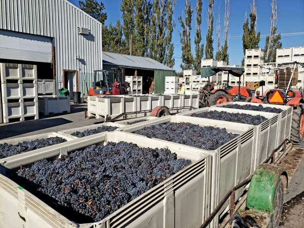 Weinbau Cabin Bins