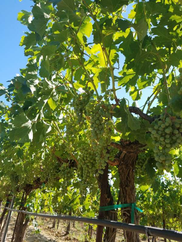 Weinbau Merlot